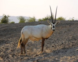 Arabian Oryx