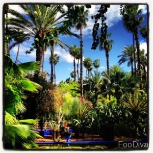 YSL's Majorelle gardens - Marrakech